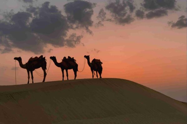 Evening Desert Safari - Image 3